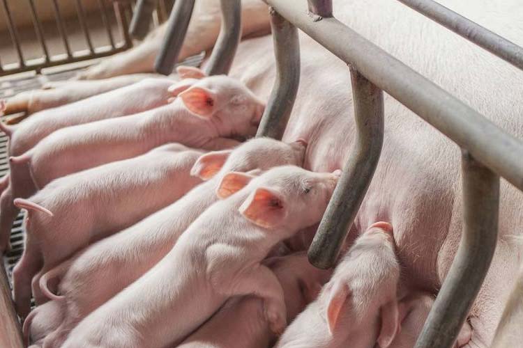 健康和经济：肉猪养殖环境香蕉视频国产APP下载