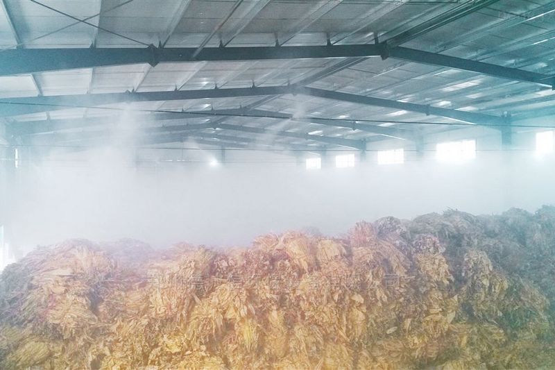 提升烟叶加工质量，高效回潮很重要