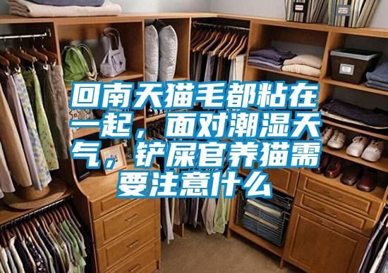 回南天猫毛都粘在一起，面对潮湿天气，铲屎官养猫需要注意什么