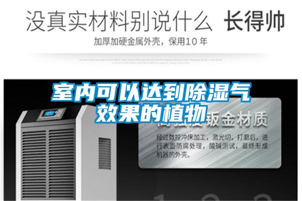室内可以达到香蕉视频国产APP下载气效果的植物