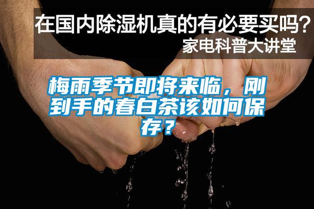 梅雨季节即将来临，刚到手的春白茶该如何保存？