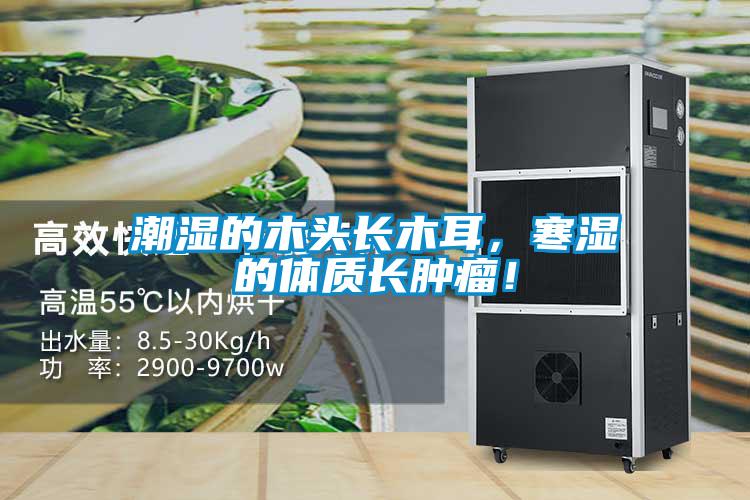 潮湿的木头长木耳，寒湿的体质长肿瘤！
