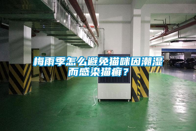 梅雨季怎么避免猫咪因潮湿而感染猫癣？