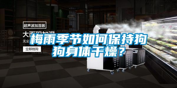 梅雨季节如何保持狗狗身体干燥？