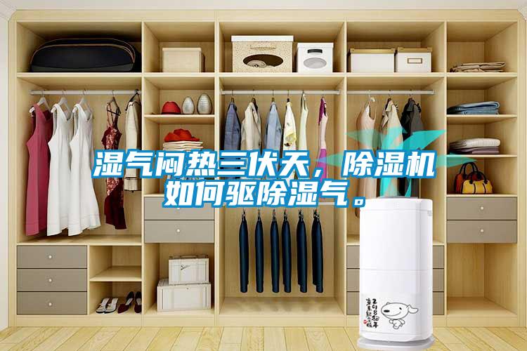 湿气闷热三伏天，香蕉视频国产APP下载机如何驱香蕉视频国产APP下载气。
