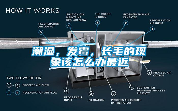 潮湿，发霉，长毛的现象该怎么办最近