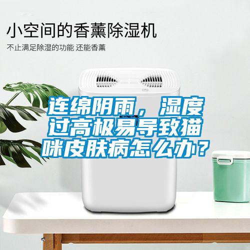 连绵阴雨，湿度过高极易导致猫咪皮肤病怎么办？