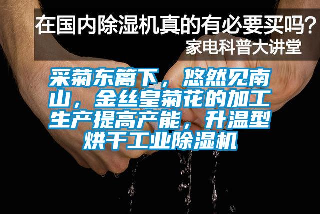 采菊东篱下，悠然见南山，金丝皇菊花的加工生产提高产能，升温型烘干工业香蕉视频国产APP下载机