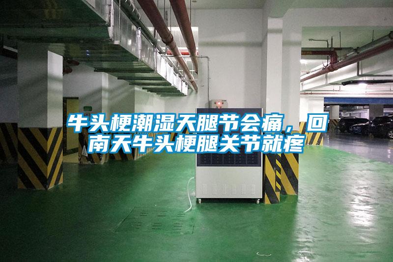 牛头梗潮湿天腿节会痛，回南天牛头梗腿关节就疼