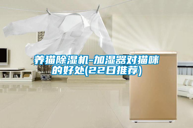 养猫香蕉视频国产APP下载机-加湿器对猫咪的好处(22日推荐)