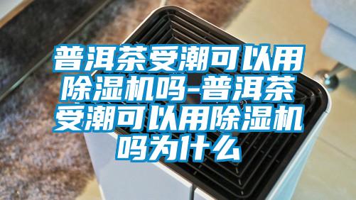 普洱茶受潮可以用香蕉视频国产APP下载机吗-普洱茶受潮可以用香蕉视频国产APP下载机吗为什么