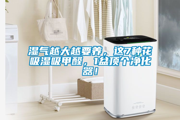 湿气越大越要养，这7种花吸湿吸甲醛，1盆顶个净化器！
