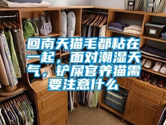 行业下载香蕉直播视频观看回南天猫毛都粘在一起，面对潮湿天气，铲屎官养猫需要注意什么